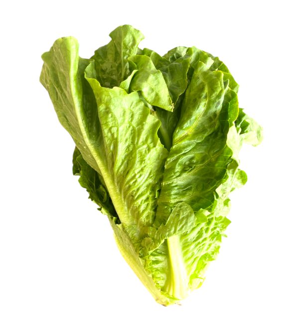Romaine California 1 Head