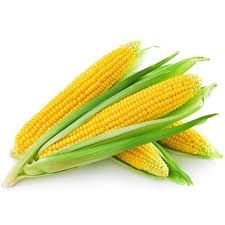  CORN