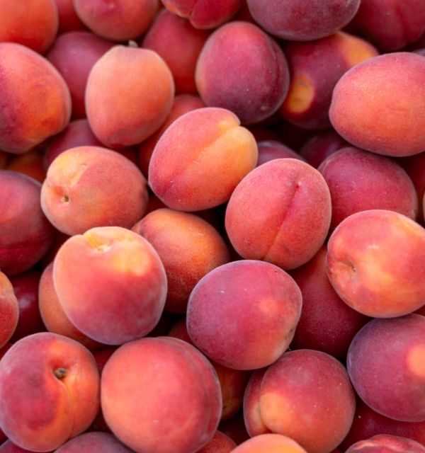  APRICOT 